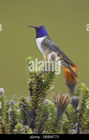Ecuadorian Hillstar (Oreotrochilus chimborazo), Ecuador, Südamerika Stockfoto
