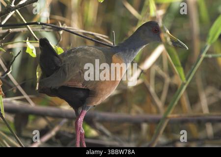 Grauhals Holzschiene (Aramides cajaneus), Costa Rica, Mittelamerika Stockfoto
