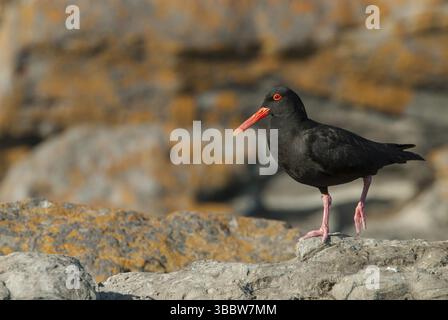 Afrikanischer Austernfänger (Haematopus moquini), Ostkap, Südafrika, Afrika Stockfoto