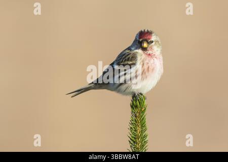 Gemeiner Redpoll (Acanthis flammea) männlich auf einem Ast, Niederlande Stockfoto