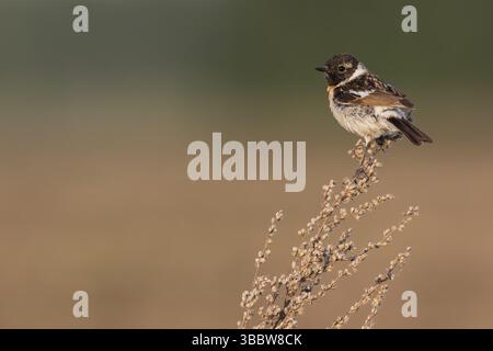 Sibirisches Schwarzkehlchen - Pallasschwarzkehlchen - Saxicola Maurus, Russland (Ural), 2 cy Männlich Stockfoto