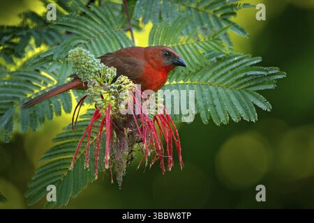 Rotkehlige Ameise-Tanager, Habia fuscicauda, roter Vogel im natürlichen Lebensraum. Tangare auf der grünen Palme. Vogelbeobachtung in Mittelamerika. W Stockfoto