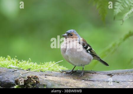 Buchfink - Fringilla coelebs ssp. Coelebs, Deutschland, Erwachsene männlich, Europa Stockfoto