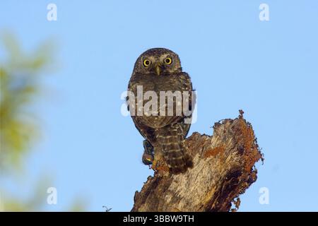 Mountain Pygmy Owl Glaucidium gnoma Huachuca Mountains, Cochise County, Arizona, Vereinigte Staaten 4. Juni Erwachsener mit Nestvogel, der gerade Jungtiere füttern wird. St Stockfoto