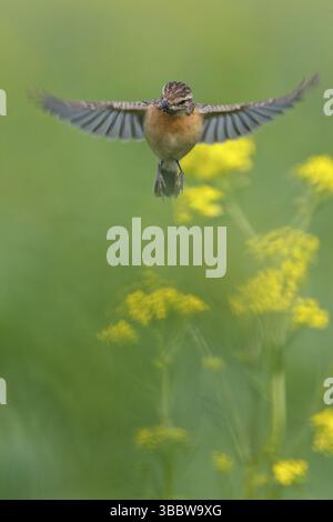 Europäische Stonechat (Saxicola rubicola) weiblich fliegend, Rheinland-Pfalz, Deutschland, Europa Stockfoto
