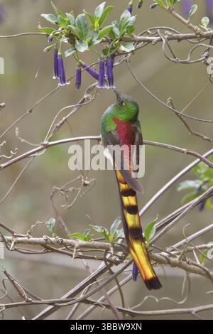 Rotschwanzkomet (Sappho sparganura) thront auf einer Zweigstelle in Bolivien, Südamerika Stockfoto