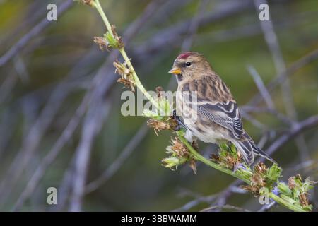Liter Redpoll - Alpen-Birkenzeisig - Carduelis Cabarett, Deutschland, Europa Stockfoto