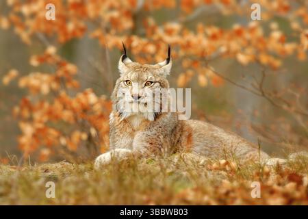Luchs im orangen Herbstwald. Wildlife-Szene aus der Natur. Niedliches Fell eurasischer Luchs, Tier im Lebensraum. Wildkatze aus Deutschland. Wild Bobcat zwischen dem tr Stockfoto