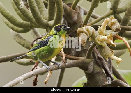 Grün-goldener Tanager (Tangara schrankii), Ecuador, Südamerika Stockfoto
