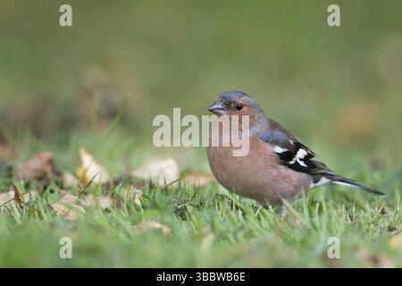 Buchfink - Fringilla coelebs ssp. Gengleri, Großbritannien, Erwachsene männlich Stockfoto