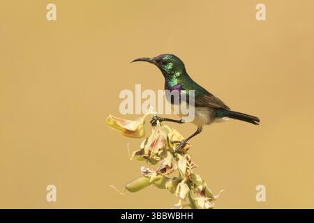 Variable Sunbird (Cinnyris venustus) männlich, Gambia, Afrika Stockfoto