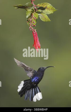 Veilchensabrewing (Campylopterus hemileucurus), männlich fliegend, Bosque de Paz, Costa Rica, Mittelamerika Stockfoto
