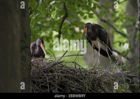 Schwarzstorch (Ciconia nigra) Nest, Sachsen, Deutschland, Europa Stockfoto