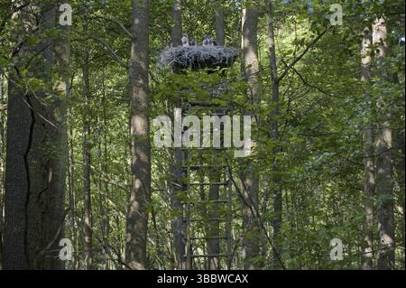 Schwarzstorch (Ciconia nigra) Nest, Sachsen, Deutschland, Europa Stockfoto