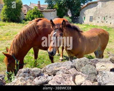 Colt und Stute auf einer Wiese. Pinilla del Valle, Provinz Madrid, Spanien. Stockfoto