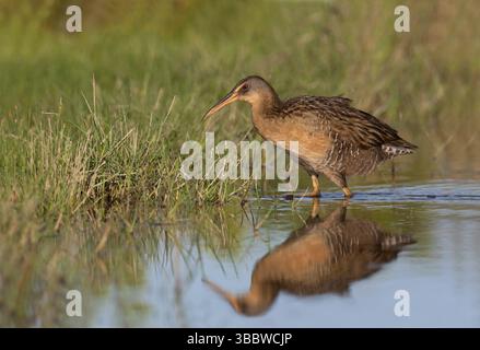 King Rail (Rallus elegans), Texas, USA, Nordamerika Stockfoto