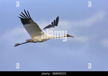 Keuchkran (Grus americana) fliegt, Florida, USA, Nordamerika Stockfoto