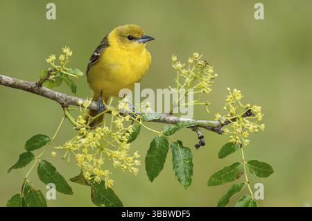 Orchard Oriole (Icterus spurius) Weibchen auf einem Zweig, Texas, USA, Nordamerika Stockfoto