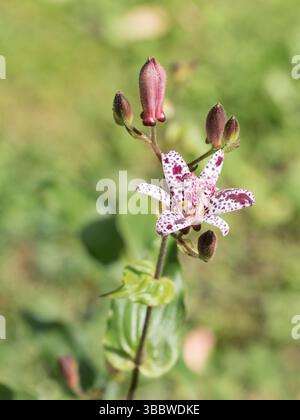 Kröte Lilie, Tricyrtis hirta, in Nahaufnahme Stockfoto