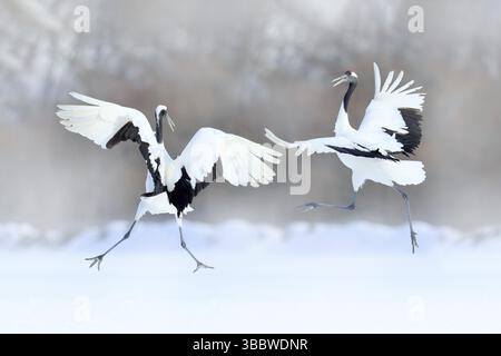 Tanzendes Paar Rotkronenkran mit offenen Flügeln, Winter Hokkaido, Japan. Schneetanz in der Natur. Balz von schönen großen weißen Vögeln im Schnee. Ein Stockfoto