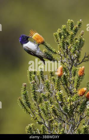 Der ecuadorianische Hillstar (Oreotrochilus chimborazo) thront auf einer Blume in Ecuador Stockfoto