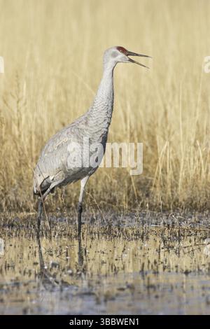 Sandhill Crane (Antigone canadensis), New Mexico, USA, Nordamerika Stockfoto