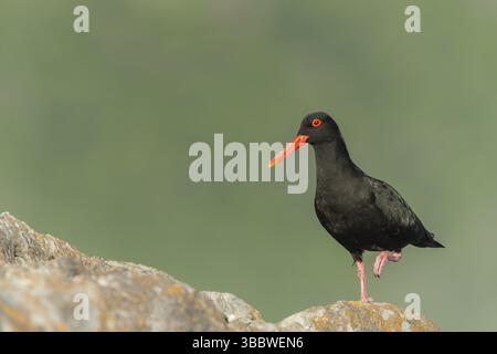 Afrikanischer Austernfänger (Haematopus moquini), Ostkap, Südafrika, Afrika Stockfoto