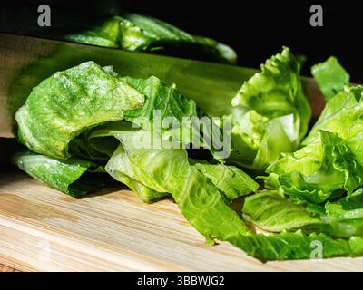 Das Schneiden frischer grüner Salatherzen direkt aus dem Garten, die Blätter sind knusprig und lebendig, bereit für die Verwendung in einem gesunden, hausgemachten Salat – das fängt den ein Stockfoto