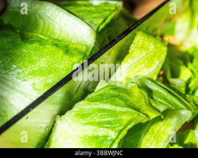 Das Schneiden frischer grüner Salatherzen direkt aus dem Garten, die Blätter sind knusprig und lebendig, bereit für die Verwendung in einem gesunden, hausgemachten Salat – das fängt den ein Stockfoto