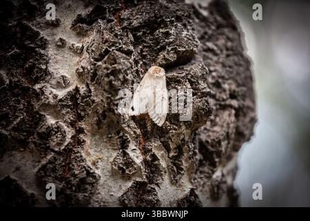 Nahaufnahme einer Gelbschwanzmotte (Euproctis similis), auch Goldschwanzmotte oder Schwanmotte genannt, die in einer Stadt getarnt auf rauer Baumrinde ruht Stockfoto
