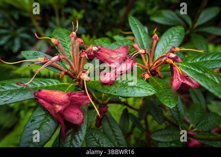 Wunderschöne rote Azalea-Blüten auf glänzenden dunklen Blättern im Whinfell Quarry Garden in Sheffield Stockfoto