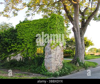 Efeu-bedeckte Steinmauer mit Eisentor und majestätischem Baum in der Sommerlandschaft Stockfoto