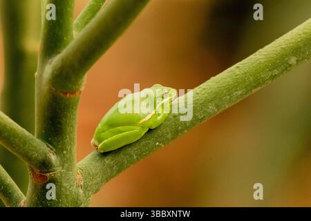 Amerikanischer grüner Baumfrosch lebt in Reptile Gardens, South dakota Stockfoto