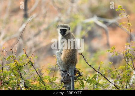 Ein Rotvetaffen (Chlorocebus pygerythrus) thront wachsam auf einem Baumzweig im Kruger-Nationalpark, Südafrika. Stockfoto