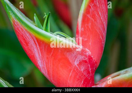 Eine Nahaufnahme einer leuchtenden roten und grünen tropischen Helikonia-Blume mit komplizierten Details. Stockfoto