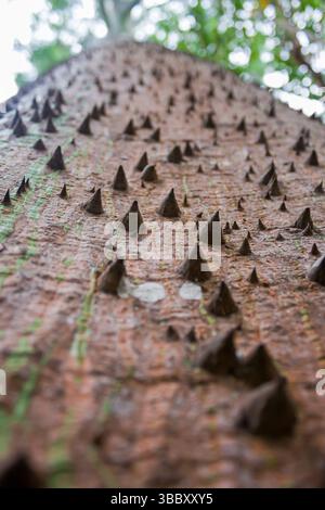 Seidenseidenbaum. (Ceiba speciosa) Stockfoto