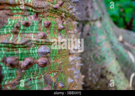 Nahaufnahme eines stacheligen Stammes eines Seidenseidenbaums (Ceiba speciosa) Stockfoto