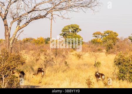 Nahaufnahme eines Hippotragus niger im Nationalpark Bwabwata an der Grenze zwischen Namibia und Botswana. Stockfoto