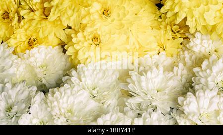 Eine beeindruckende Auswahl an leuchtenden gelben und weißen Chrysanthemen verflechten sich mit satten Texturen und einem schönen Kontrast. Blumenstrauß Stockfoto