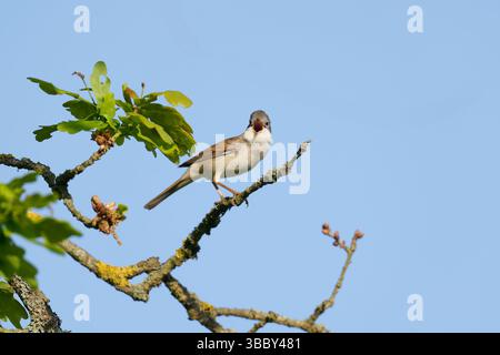 Männliche Whitethroat-Sylvia communis auf englischer Eiche-Quercus Robur im vollen Lied. Feder Stockfoto