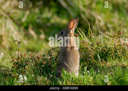Baby Rabbit - Oryctolagus Cuniculus. Feder Stockfoto