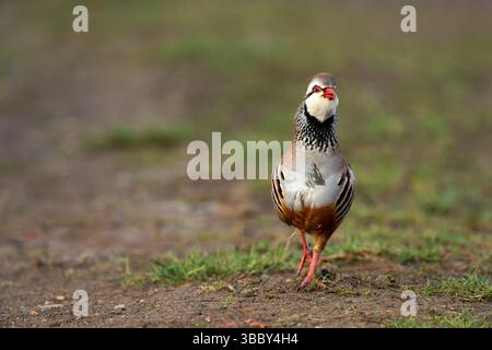 Rebhühner mit roten Beinen - Alectoris rufa ruft. Feder. Stockfoto