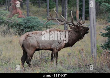 245 männliche Bullen- Elche oder Wapiti- Cervus canadensis- beim Streifzug durch den Pyramid Lake Road Graben am Stadtrand von Jasper. Alberta-Kanada. Stockfoto