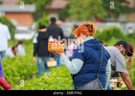 17. Mai 2025, Hessen, Büttelborn: Eine Frau hält eine Schüssel selbstgepflückter Erdbeeren. Die Saison für die Ernte der eigenen Erdbeeren hat begonnen. Es gibt regionale Unterschiede, je nach Wetter und Lage. Südhessen liegt früher, Wetterau zum Beispiel nimmt sich an einigen Stellen noch Zeit. Foto: Andreas Arnold/dpa Stockfoto
