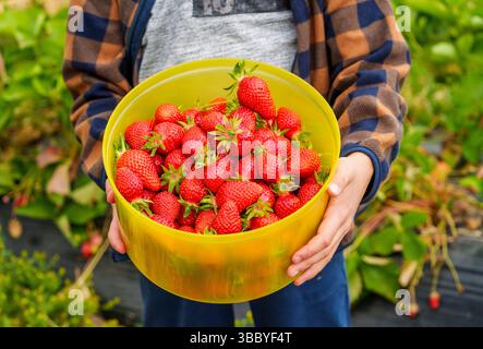 17. Mai 2025, Hessen, Büttelborn: Eine Person hält eine Schüssel selbstgepflückter Erdbeeren. Die Saison für die Ernte der eigenen Erdbeeren hat begonnen. Es gibt regionale Unterschiede, je nach Wetter und Lage. Südhessen liegt früher, Wetterau zum Beispiel nimmt sich an einigen Stellen noch Zeit. Foto: Andreas Arnold/dpa Stockfoto