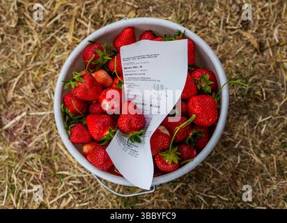 17. Mai 2025, Hessen, Büttelborn: Ein Eimer selbstgepflückter Erdbeeren steht nach Zahlung im Feld. Die Saison für die Ernte der eigenen Erdbeeren hat begonnen. Es gibt regionale Unterschiede, je nach Wetter und Lage. Südhessen liegt früher, Wetterau zum Beispiel nimmt sich an einigen Stellen noch Zeit. Foto: Andreas Arnold/dpa Stockfoto