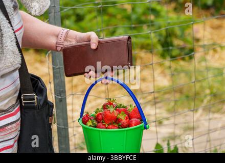17. Mai 2025, Hessen, Büttelborn: Ein Selbstwähler geht zur Kasse, um zu bezahlen. Die Saison für die Ernte der eigenen Erdbeeren hat begonnen. Es gibt regionale Unterschiede, je nach Wetter und Lage. Südhessen liegt früher, Wetterau zum Beispiel nimmt sich an einigen Stellen noch Zeit. Foto: Andreas Arnold/dpa Stockfoto
