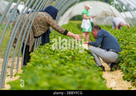 17. Mai 2025, Hessen, Büttelborn: Selbstpflücker stehen und ernten Erdbeeren. Die Saison für selbsterntende Erdbeeren hat begonnen. Es gibt regionale Unterschiede, je nach Wetter und Lage. Südhessen liegt früher, Wetterau zum Beispiel nimmt sich an einigen Stellen noch Zeit. Foto: Andreas Arnold/dpa Stockfoto