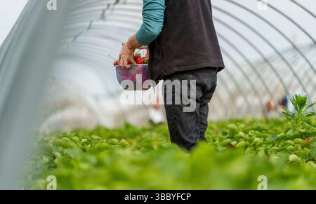 17. Mai 2025, Hessen, Büttelborn: Ein Selbstpflücker steht in der Ernte mit einer Schüssel Erdbeeren. Die Saison für selbsterntende Erdbeeren hat begonnen. Es gibt regionale Unterschiede, je nach Wetter und Lage. Südhessen liegt früher, Wetterau zum Beispiel nimmt sich an einigen Stellen noch Zeit. Foto: Andreas Arnold/dpa Stockfoto