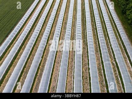 17. Mai 2025, Hessen, Büttelborn: Erdbeerkulturen werden in Tunneln gepflanzt und die Ernte wird nach Angaben des Anbauers dieses Jahr um zwei Wochen vorgezogen. Die Saison für die Ernte der eigenen Erdbeeren hat begonnen. Es gibt regionale Unterschiede, je nach Wetter und Lage. Südhessen liegt früher, Wetterau zum Beispiel nimmt sich an einigen Stellen noch Zeit. Foto: Andreas Arnold/dpa Stockfoto